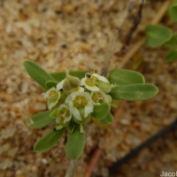 Euphorbia rosea Retz.